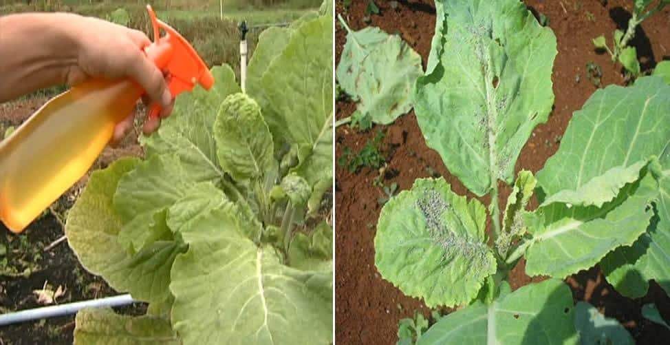 10 Formas de Usar o Vinagre No Jardim