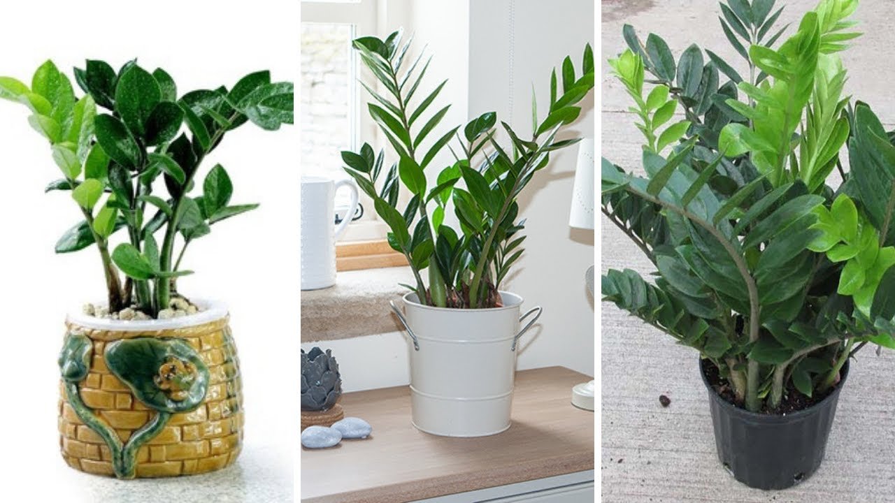 11 Plantas para colocar dentro de casa e que não precisam de muita água