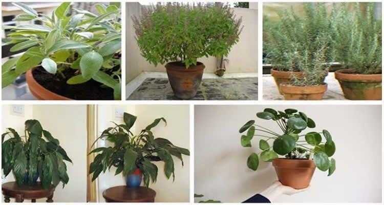 12 plantas que trazem boas energias para casa