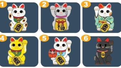 Escolha um gato da sorte e obtenha uma revelação para o seu futuro 2