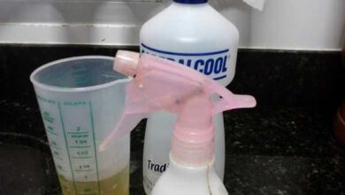 Receita Caseira Para Eliminar Formigas, Traças e Baratas