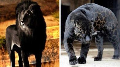 12 animais fantásticos que nasceram com melanismo