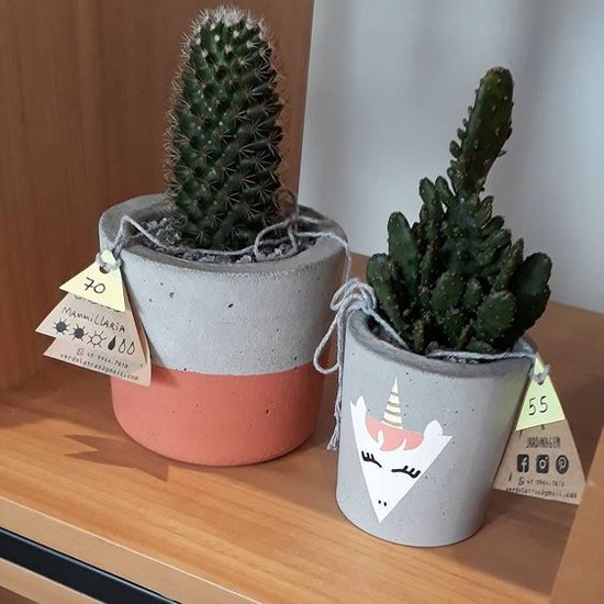 Vasinhos de Cimento para Suculentas