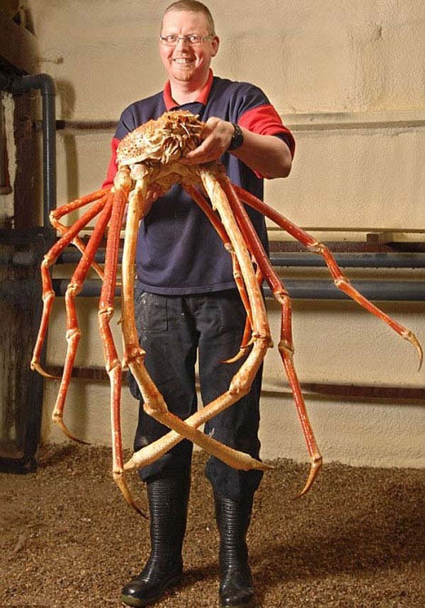 3.) Caranguejo de aranha japonês: Um grampo da pesca para Japão, estes caranguejos pode pesar até 41lbs e fazer dano sério com suas garras.