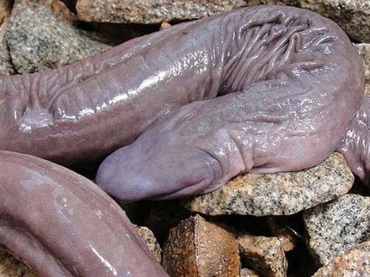 22animais que você não sabia que existiam