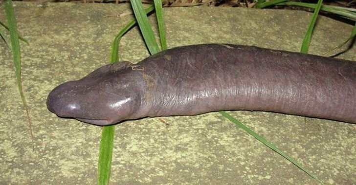 22animais que você não sabia que existiam