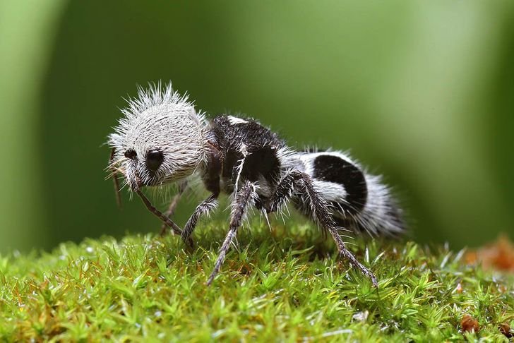 22animais que você não sabia que existiam