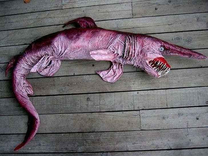 22animais que você não sabia que existiam