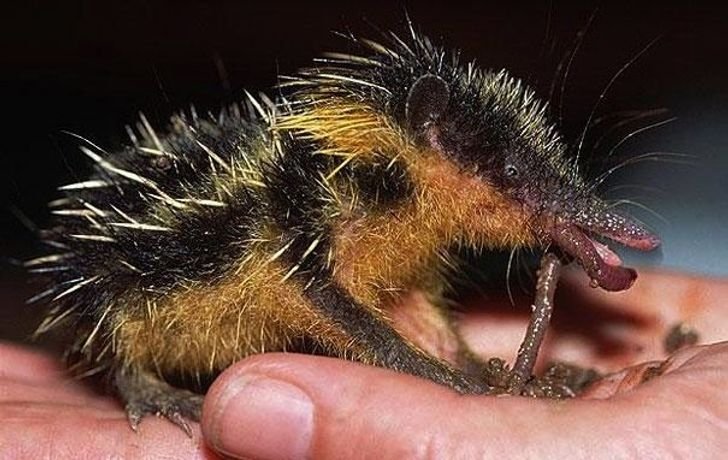 22animais que você não sabia que existiam
