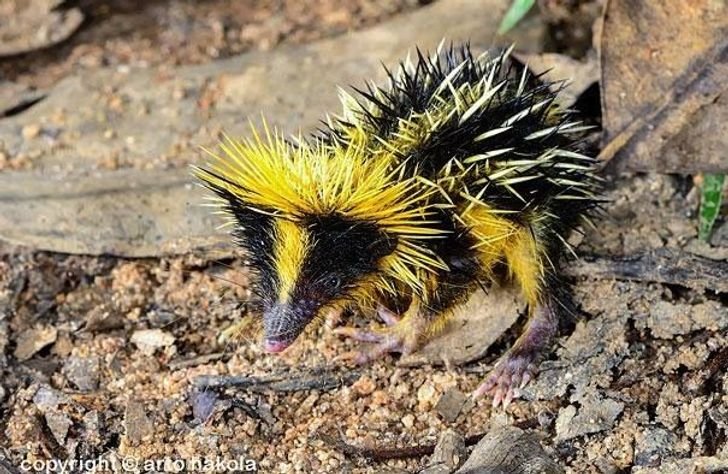22animais que você não sabia que existiam