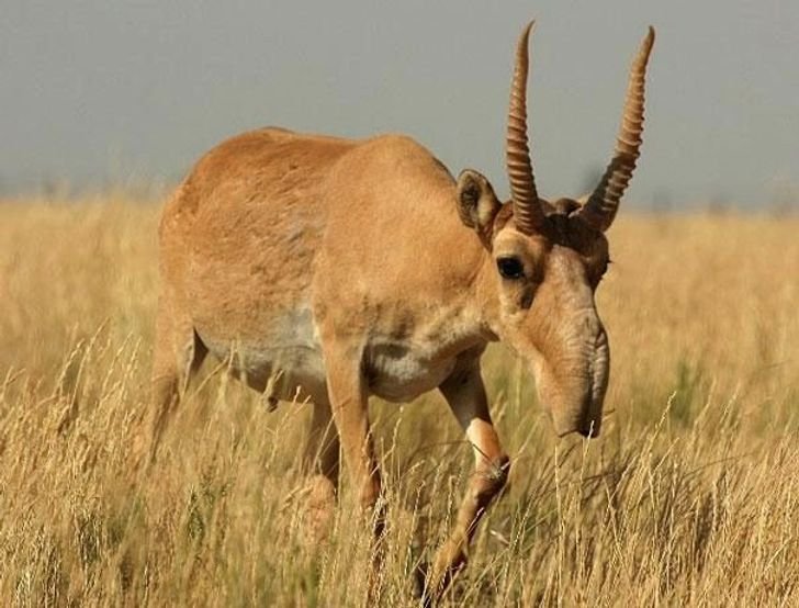 22animais que você não sabia que existiam