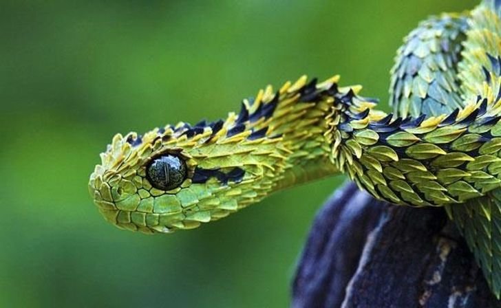 22animais que você não sabia que existiam