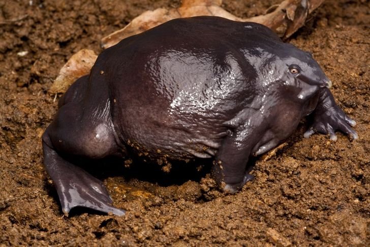 22animais que você não sabia que existiam