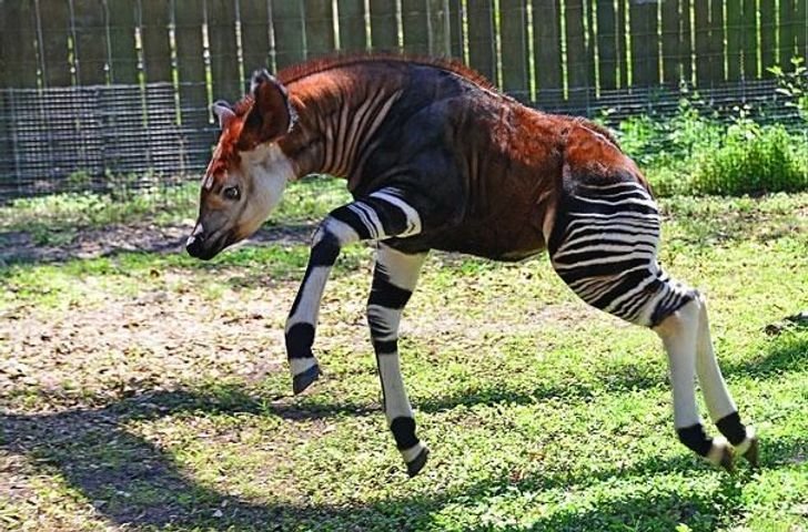 22animais que você não sabia que existiam