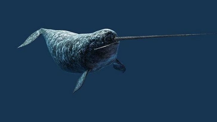 22animais que você não sabia que existiam