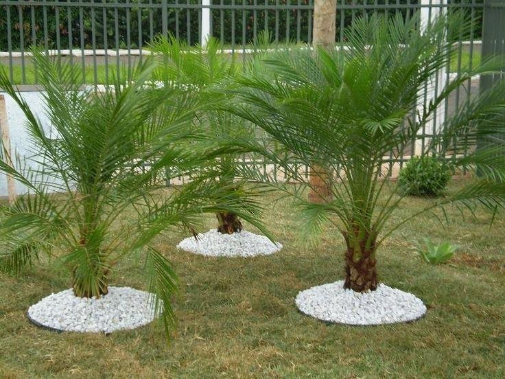 Tipos-de-palmeiras-para-jardim