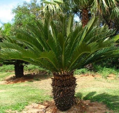Tipos-de-palmeiras-para-jardim-Palmeira-Fênix