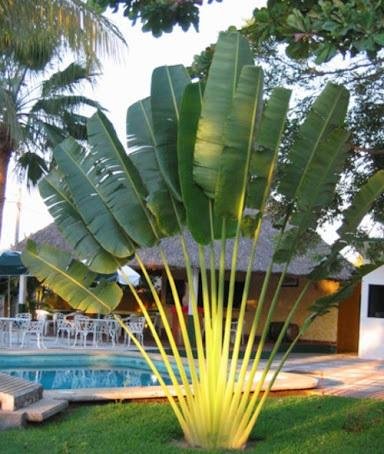 Tipos-de-palmeiras-para-jardim