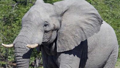 Qual o feminino de elefante d