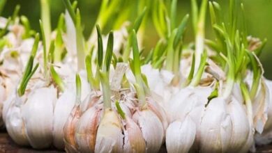 Conheça este truque que vai lhe permite plantar alho em casa
