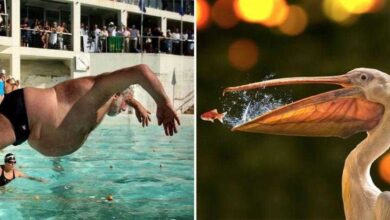 26 fotos incríveis tiradas no momento certo