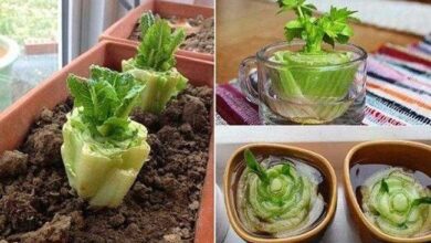 10 vegetais que podem ser cultivados em casa facilmente em qualquer época do ano