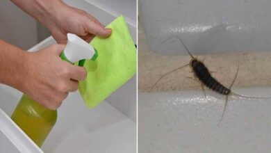 Como acabar com as traças definitivamente d