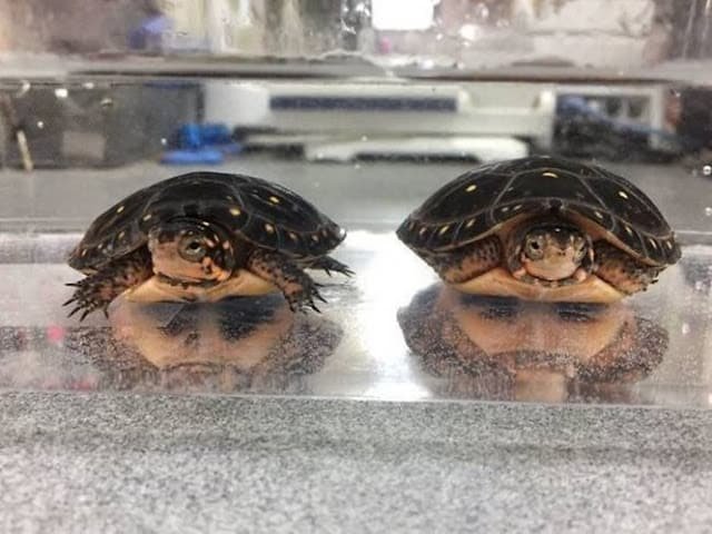 23 imagens que te mostrarão direitinho o que é pareidolia