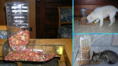 Como fazer comedouro para cães e gatos com garrafas PET