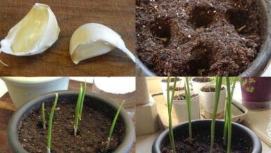 Como plantar alho em apartamento facilmente