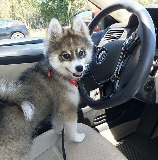 Foto:normanthepomsky
