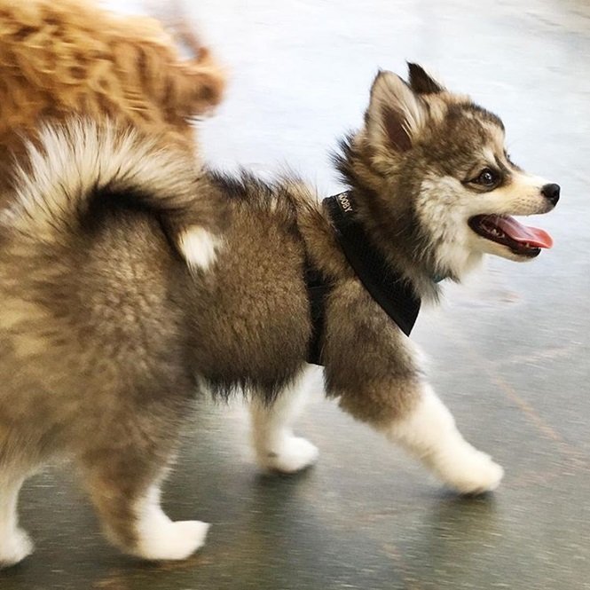 Foto:normanthepomsky