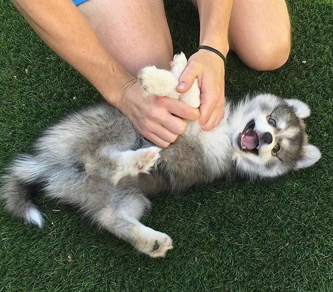 Foto:normanthepomsky