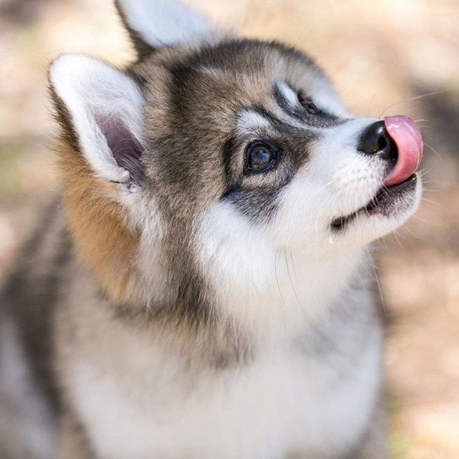 Foto:normanthepomsky
