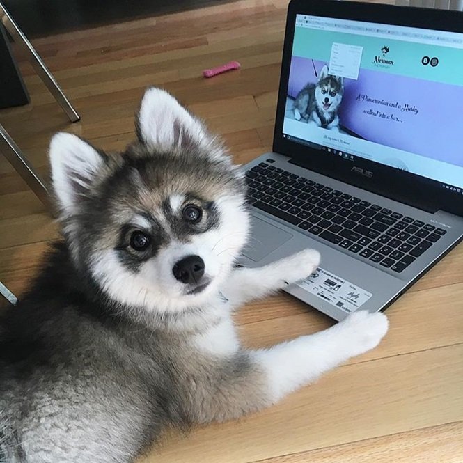 Foto:normanthepomsky