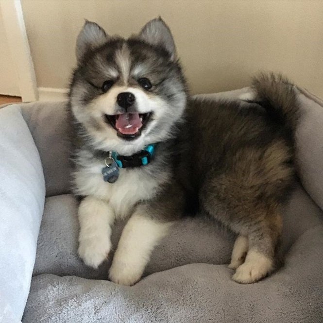 Foto:normanthepomsky