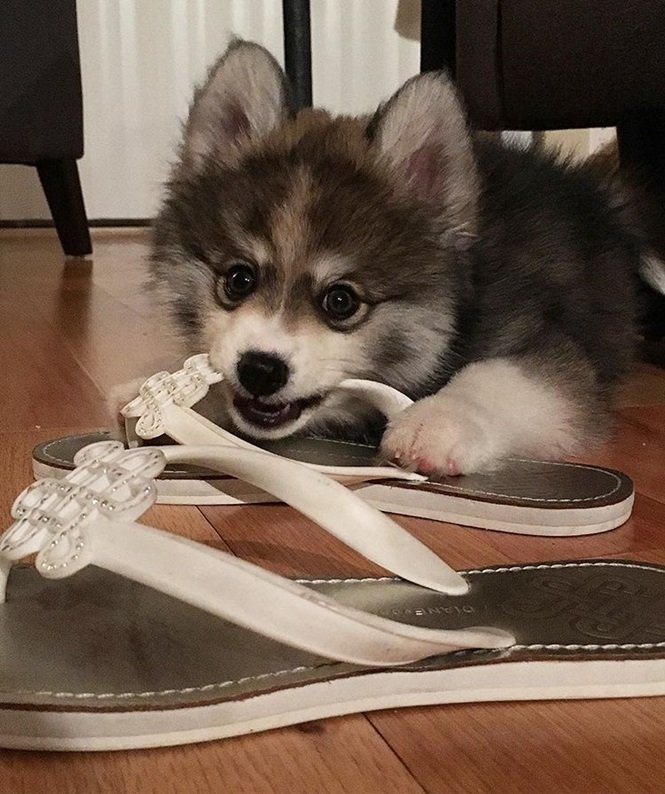 Foto:normanthepomsky