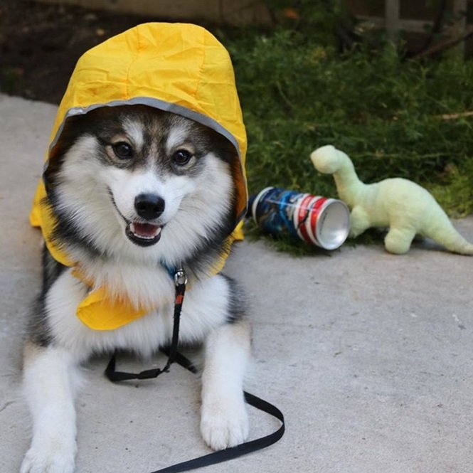 Foto:normanthepomsky