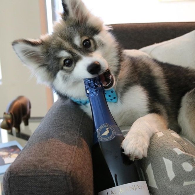 Foto:normanthepomsky