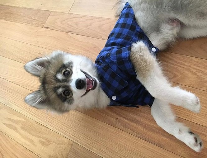 Foto:normanthepomsky