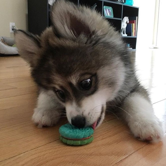 Foto:normanthepomsky