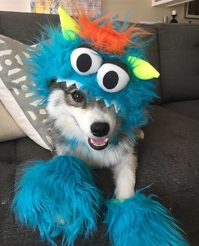 Foto:normanthepomsky