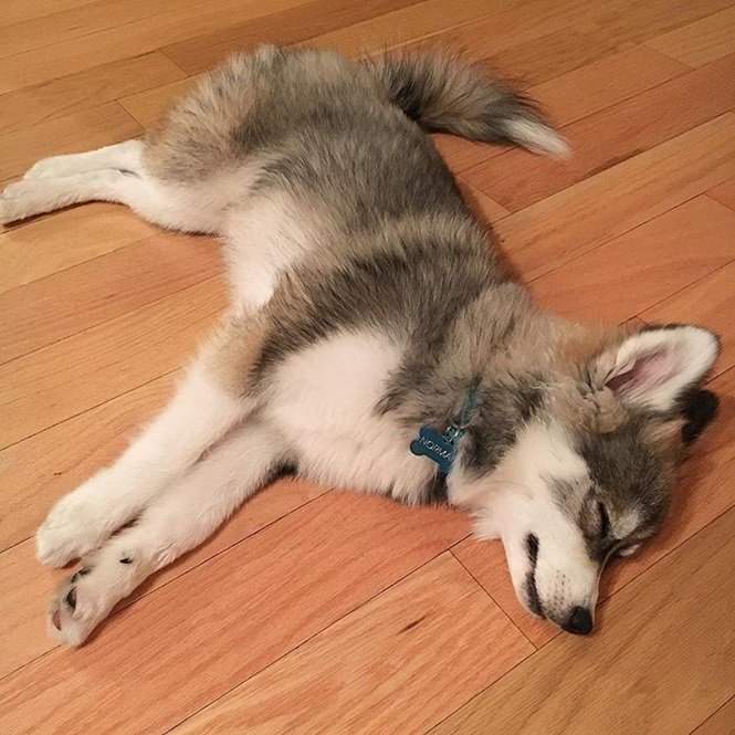 Foto:normanthepomsky