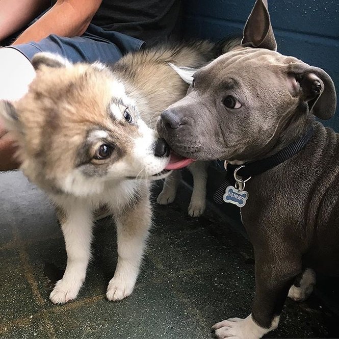 Foto:normanthepomsky