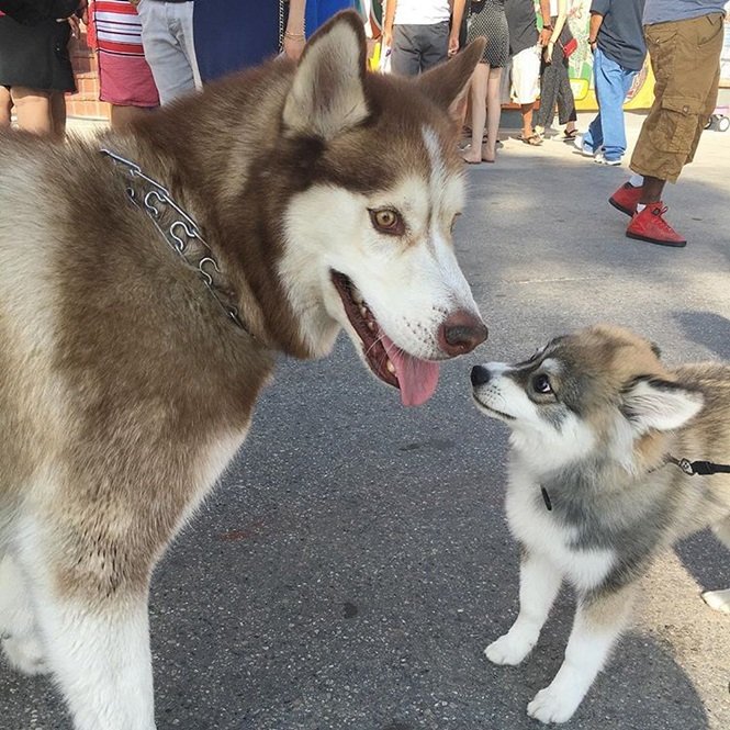 Foto:normanthepomsky