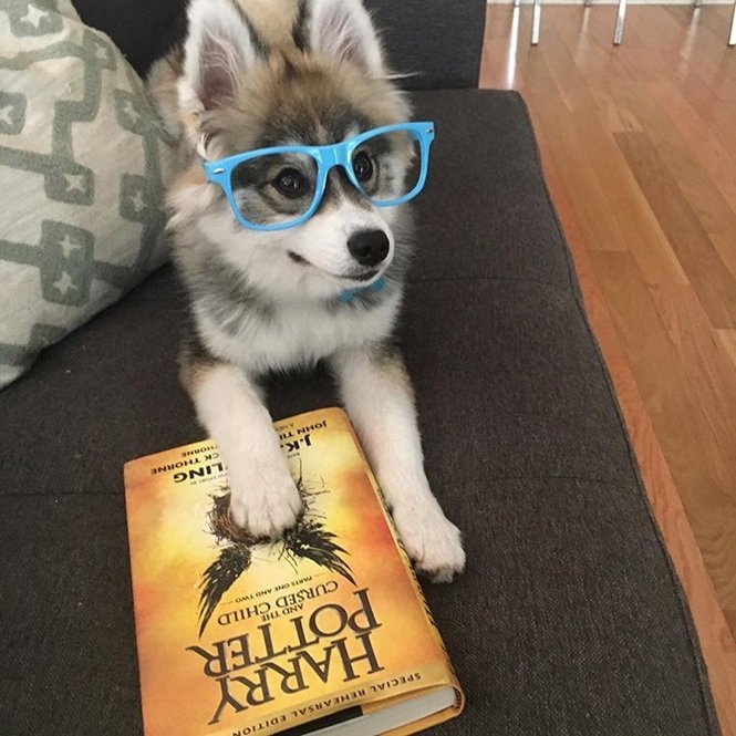 Foto:normanthepomsky