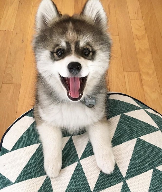 Foto:normanthepomsky