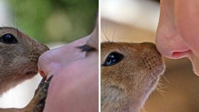 Esquilo visita todos os dias o homem que salvou sua vida