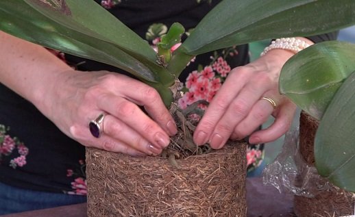 Como-plantar-orquídeas-em-xaxim