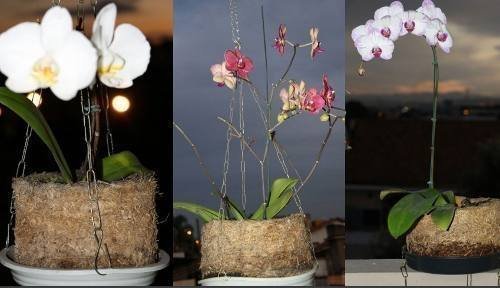 Como-plantar-orquídeas-em-xaxim